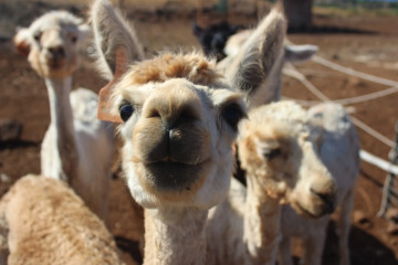 a group of sheep standing on top of a llama