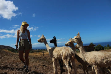 a herd of sheep standing on top of a grass covered field