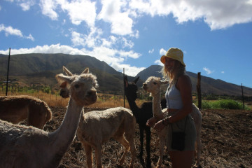 a couple of sheep standing on top of a dirt field