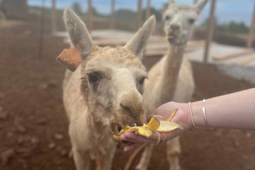 a person holding an animal
