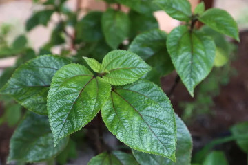 a plate of food and a cup of coffee