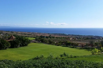 a group of palm trees