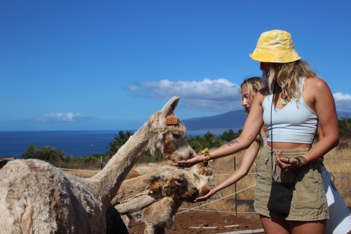 The Alpaca Picnic Tour | Paradise Eco-Adventures