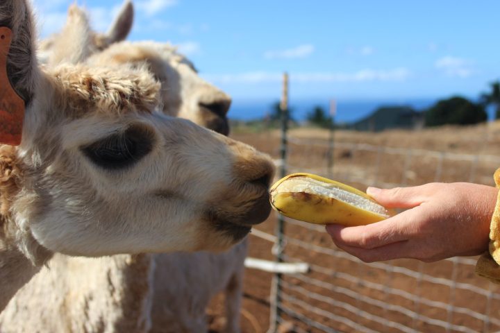 a close up of a person holding an animal