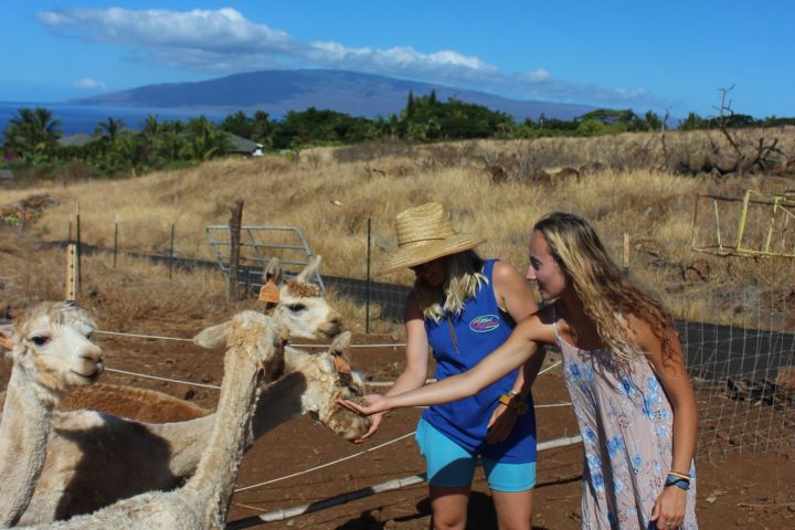 a person standing next to a horse