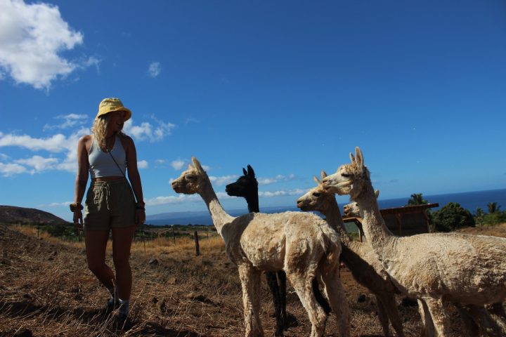 a herd of sheep standing on top of a grass covered field
