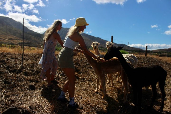 a person standing next to a horse